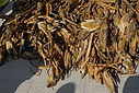 Filename=C12_4664.JPG
Filesize=204KiB
Dimensions=1024x685
Date added=Oct 17, 2012 C12_4664.JPG