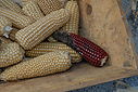 Imagem=C12_4731.JPG
Tamanho=128KB
Dimensão=1024x685
Data Envio=%17 %717, %2012 C12_4731.JPG
