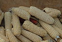 Imagem=C12_4732.JPG
Tamanho=142KB
Dimensão=1024x685
Data Envio=%17 %717, %2012 C12_4732.JPG