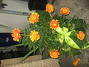 IMG_0200.JPG